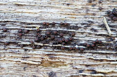 Byssosphaeria rhodomphala