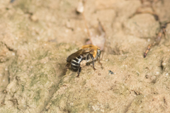 Melipona scutellaris