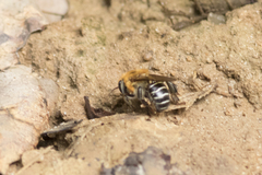 Melipona scutellaris