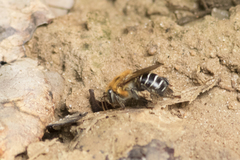 Melipona scutellaris