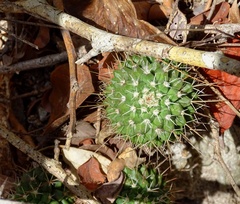 Mammillaria beiselii