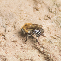 Melipona scutellaris
