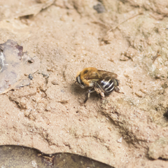 Melipona scutellaris