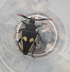 Calocomus desmarestii