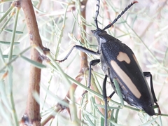 Calocomus desmarestii