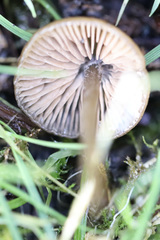 Agaricales