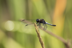 Erythrodiplax avittata