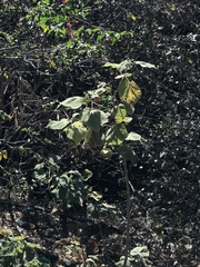 Heliocarpus americanus