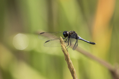 Erythrodiplax avittata
