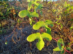 Passiflora viridiflora