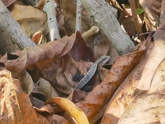 Sceloporus squamosus