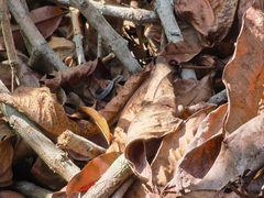 Sceloporus squamosus