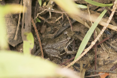 Leptodactylus natalensis