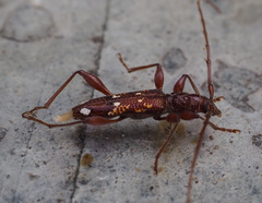 Coptocercus biguttatus