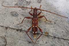 Coptocercus biguttatus