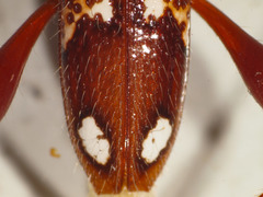 Coptocercus biguttatus