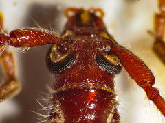 Coptocercus biguttatus