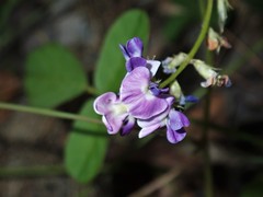 Glycine tomentella