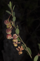 Phyllanthus calycinus