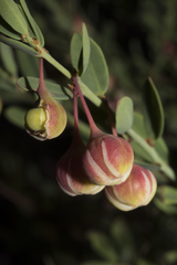 Phyllanthus calycinus