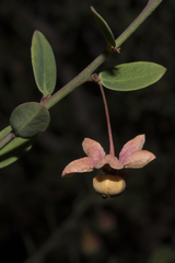 Phyllanthus calycinus