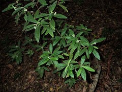 Psychotria loniceroides
