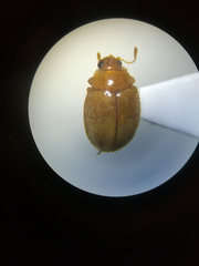 Rhyzobius litura