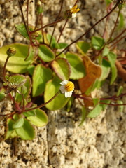 Tridax platyphylla
