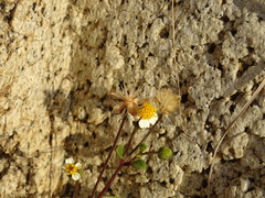 Tridax platyphylla