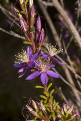 Calytrix leschenaultii