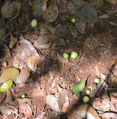 Garcinia pedicellata