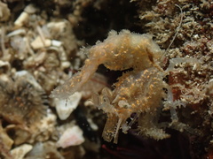 Lebbeus lagunae