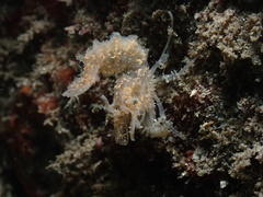 Lebbeus lagunae