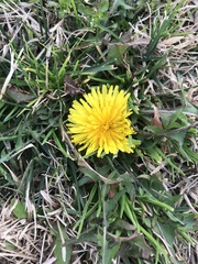 Taraxacum officinale