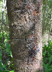 Garcinia pedicellata