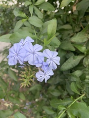 Plumbago auriculata