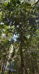 Garcinia pedicellata