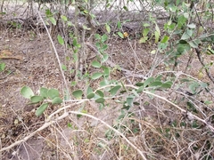 Maytenus phyllanthoides