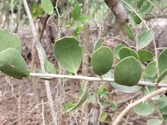 Maytenus phyllanthoides