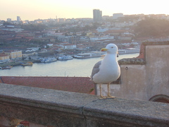 Larus michahellis