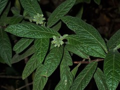 Psychotria loniceroides