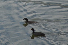 Podilymbus podiceps