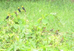 Chrysomus icterocephalus