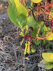 Passiflora viridiflora