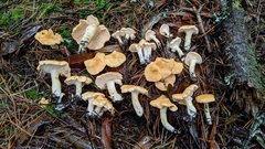 Hydnum melleopallidum