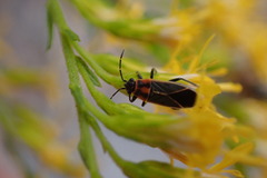 Ochrimnus lineoloides