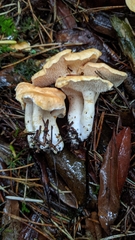 Hydnum melleopallidum