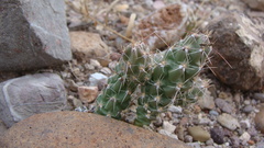 Grusonia