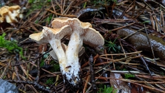 Hydnum melleopallidum