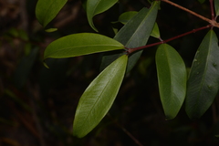 Pilidiostigma glabrum